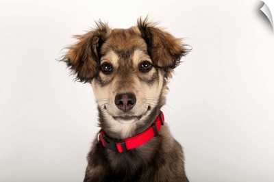 A studio portrait of a husky mix puppy