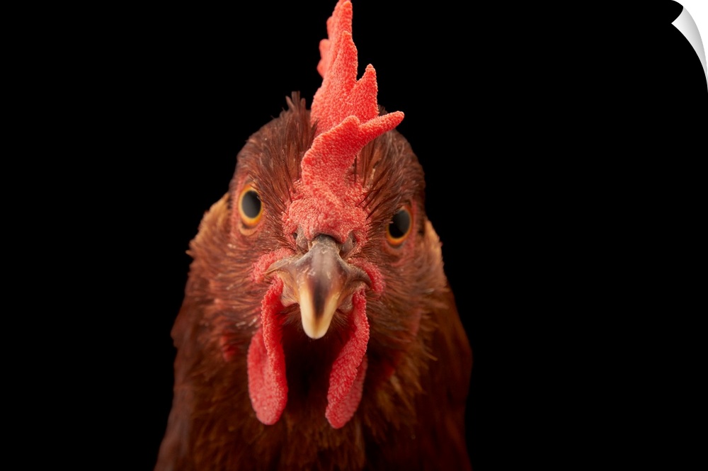 A studio portrait of a New Hampshire Red hen.
