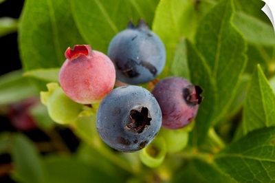 A studio portrait of lowbush blueberries