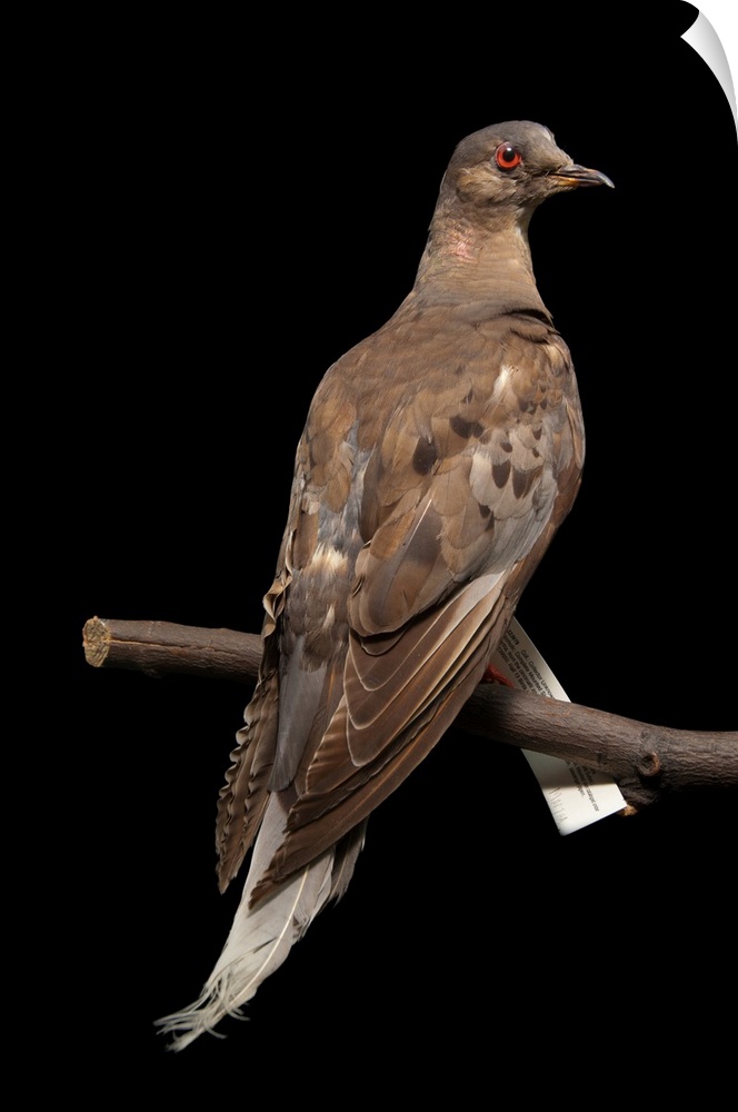 A stuffed and mounted passenger pigeon, Ectopistes migratorius. The last of her species. She died in 1913 at the Cincinnat...