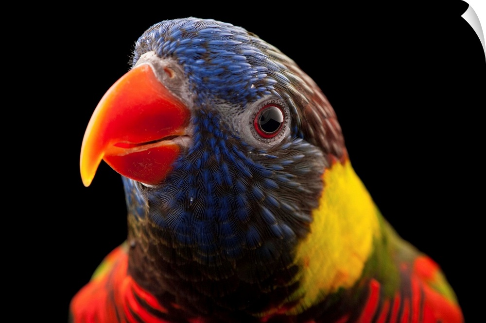 Photograph of an animal against black studio background.