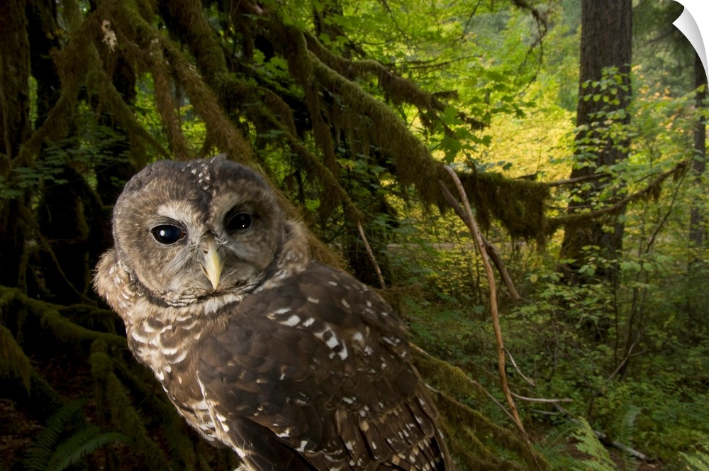 A captive northern spotted owl (Strix occidentalis caurina) in healthy habitat in the Siskiyou National Forest near Merlin.