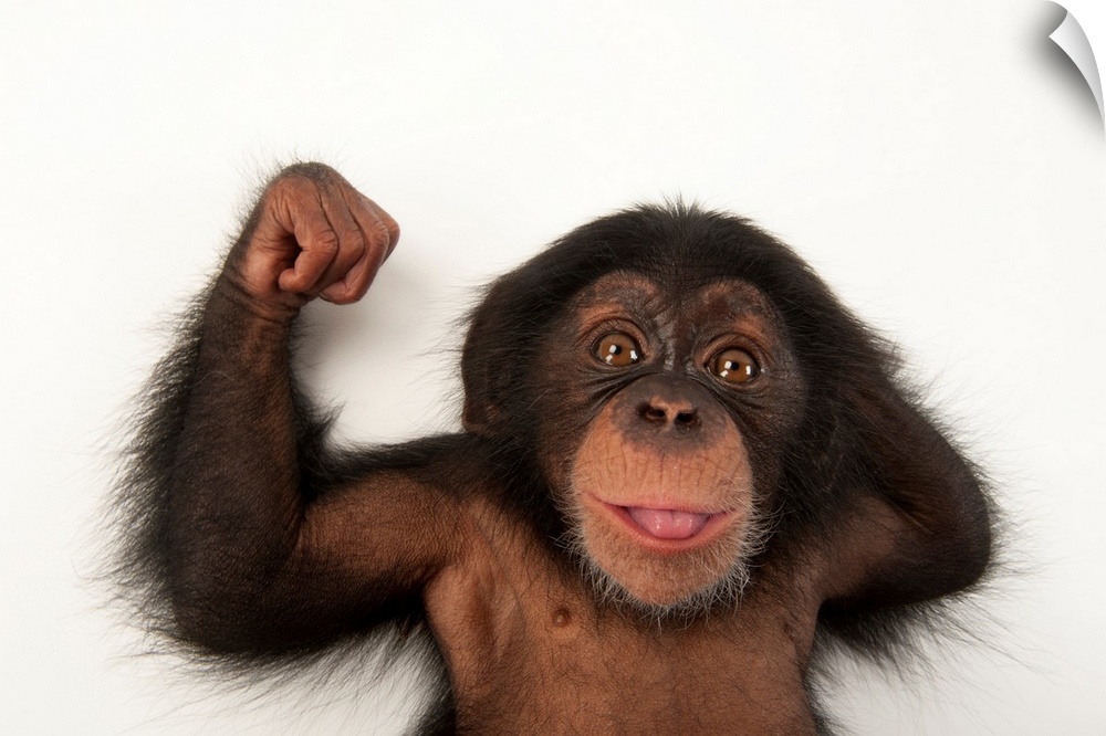 A three-month-old baby chimpanzee, Pan troglodytes.