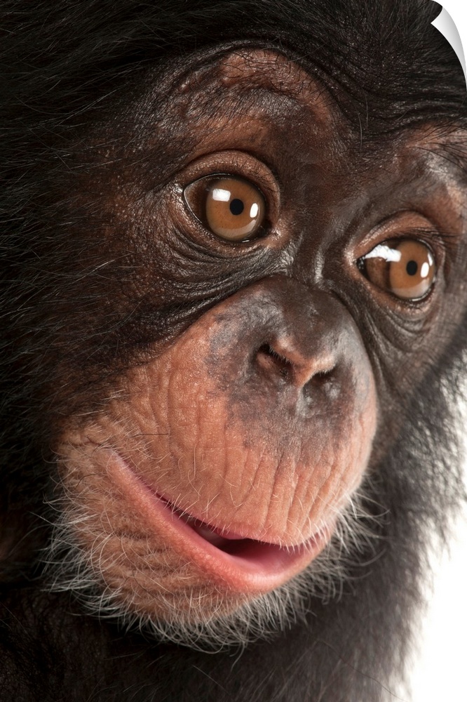 A three-month-old baby chimpanzee named Ruben at Tampa's Lowry Park Zoo.