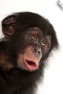 A three-month-old baby chimpanzee, at Tampa's Lowry Park Zoo