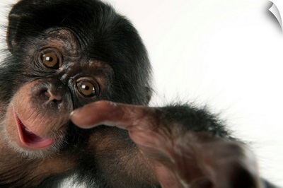 A three-month-old baby chimpanzee, at Tampa's Lowry Park Zoo