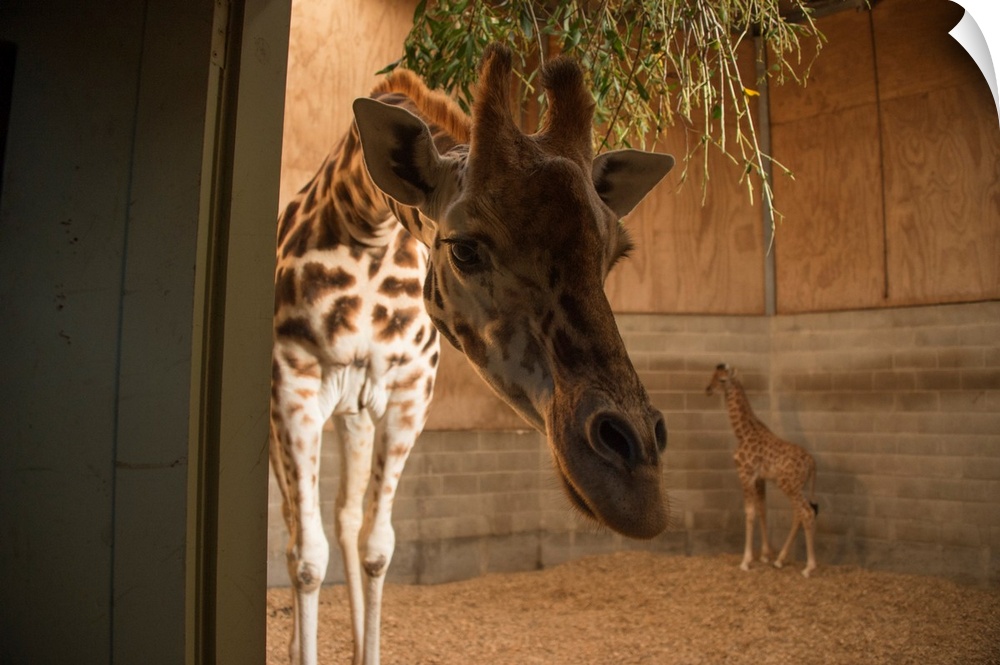 A three week old giraffe with mother at the Auckland Zoo.
