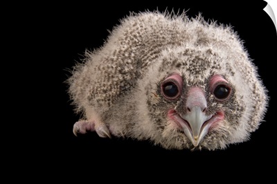 A twenty four day old milky eagle owl chick, Bubo lacteus, at Zoo Atlanta