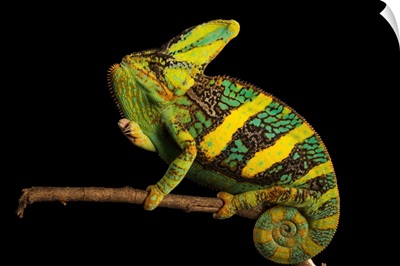 A veiled chameleon