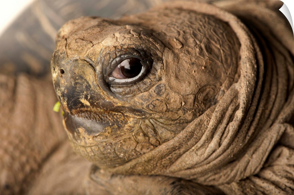 A volcan darwin tortoise, Geochelone nigra microphyes.