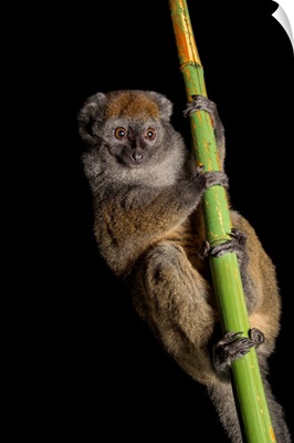 A vulnerable gray bamboo lemur, Hapalemur griseus griseus, at the Cincinnati Zoo