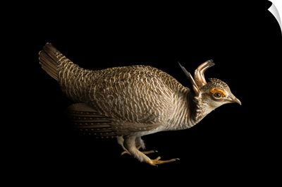 A vulnerable lesser prairie chicken, Tympanuchus pallidicinctus