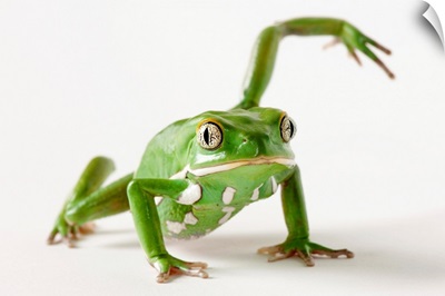 A waxy frog, Phyllomedusa sauvagii