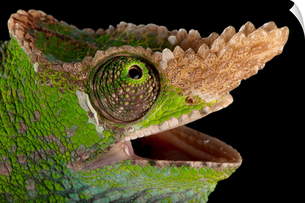 A West Usambara two-horned chameleon, Kinyongia multituberculata, at the Houston Zoo.