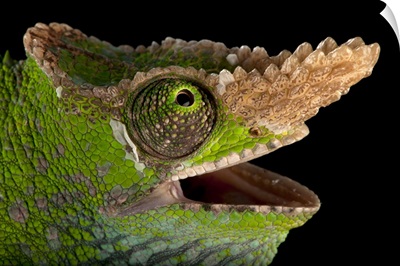 A West Usambara Two-Horned Chameleon At The Houston Zoo