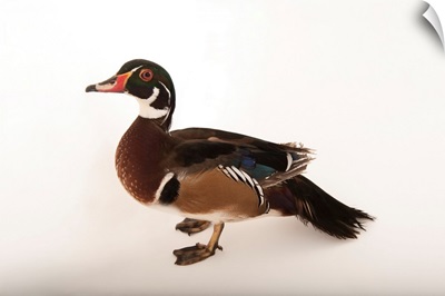 A wood duck, at the Lincoln Children's Zoo