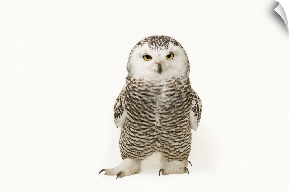 A young female snowy owl (Bubo scandiacus) at the Raptor Recovery Center, in Elmwood, Nebraska.