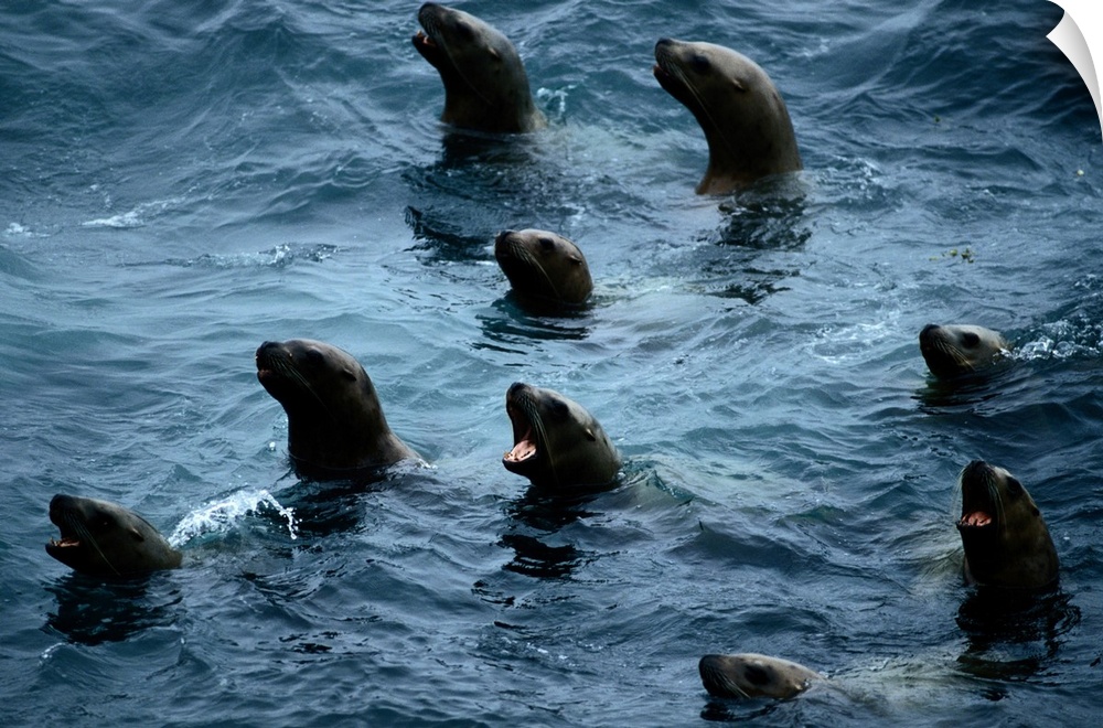 A group of curious Steller sea lions (Eumetopias jubata) poke their heads above the water.