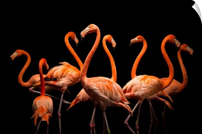 American flamingos, Phoenicopterus ruber, at the Lincoln Children's Zoo