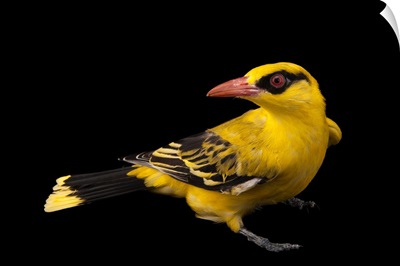 An African golden oriole, Oriolus auratus, at the Columbus Zoo