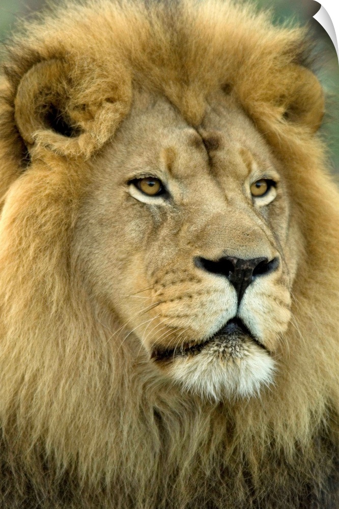 An African lion (Panthera leo krugeri) from the Sedgwick County Zoo.