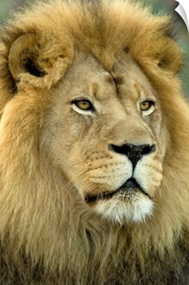 An African lion (Panthera leo krugeri) from the Sedgwick County Zoo