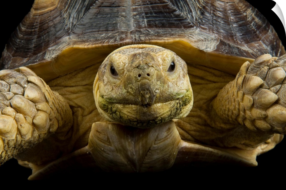 An African spurred tortoise, Geochelone sulcata, at the Denver zoo.
