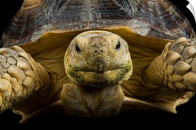 An African spurred tortoise, Geochelone sulcata, at the Denver zoo