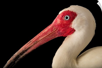 An American white ibis, at the Caldwell Zoo