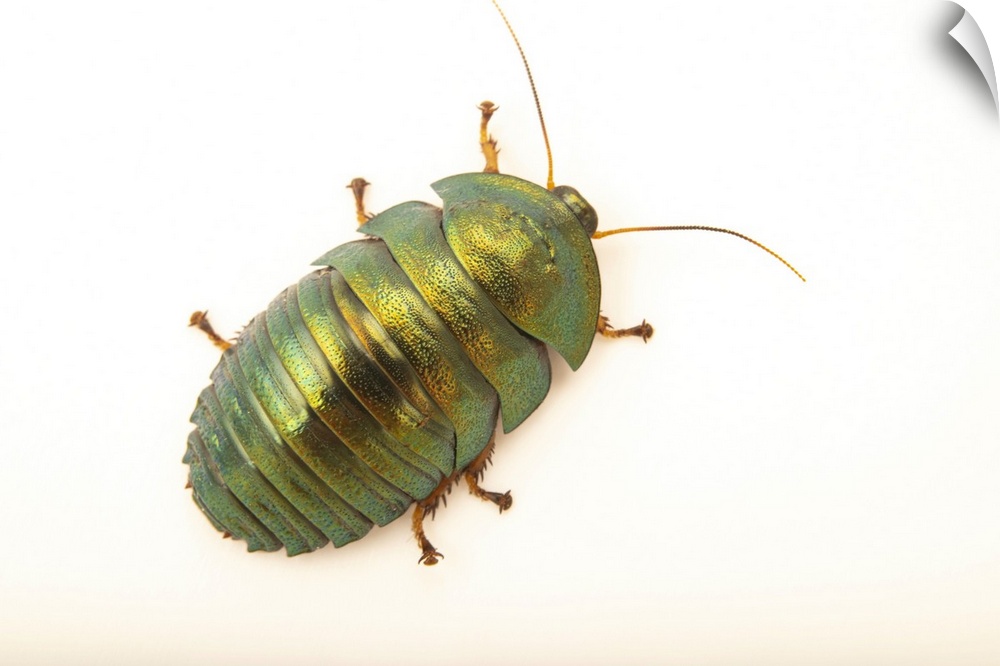 An Asian emerald cockroach (Corydidarum magnifica) at the Berlin Zoological Garden in Berlin, Germany.