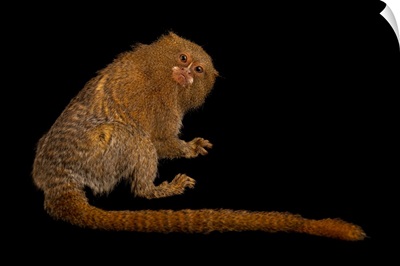 An Eastern Pygmy Marmoset