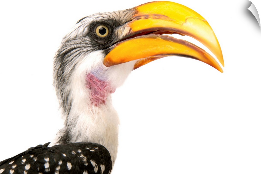 An eastern yellow-billed hornbill, Tockus flavirostris, at the Indianapolis Zoo.
