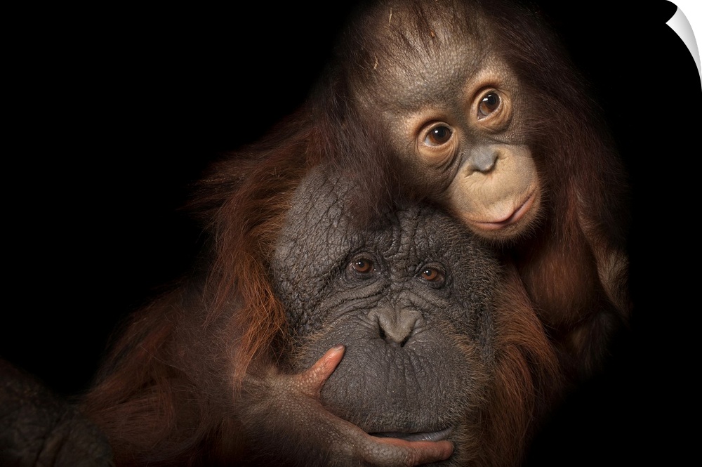 An endangered baby Bornean orangutan (Pongo pygmaeus) named Aurora, with her adoptive mother, Cheyenne, a Bornean/Sumatran...