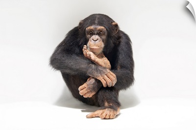An Endangered Chimpanzee Named Jengo At The Singapore Zoo