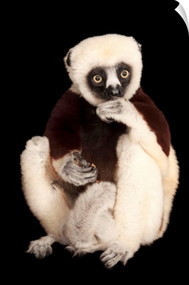 An endangered Coquerel's sifaka, at the Houston Zoo
