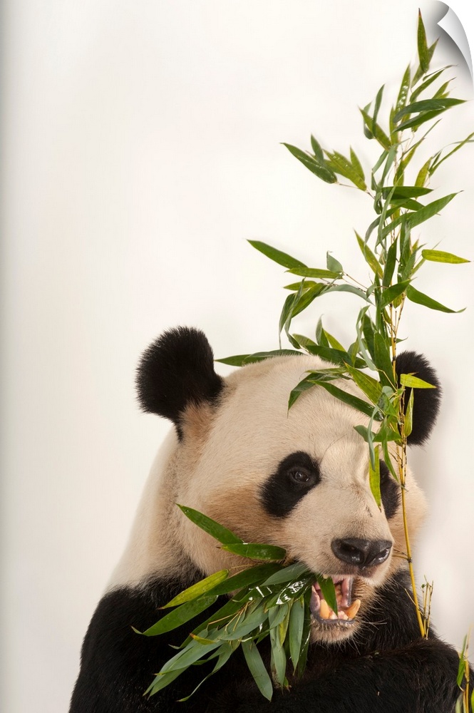 An endangered giant panda, Ailuropoda melanoleuca, at Zoo Atlanta.