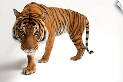 An endangered Malayan tiger