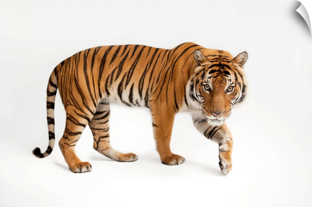 An endangered Malayan tiger (Panthera tigris jacksoni) at Omaha's Henry Doorly Zoo and Aquarium.
