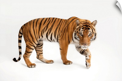 An Endangered Malayan Tiger At Omaha's Henry Doorly Zoo And Aquarium