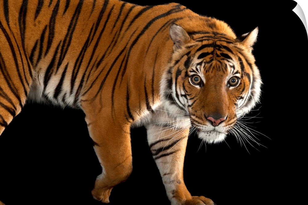 An endangered Malayan tiger, Panthera tigris jacksoni.