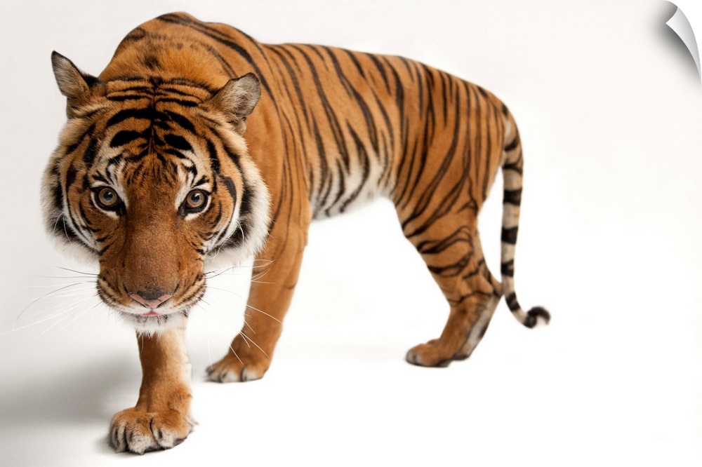 An endangered Malayan tiger, Panthera tigris jacksoni.