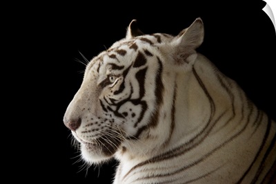 An Endangered Male, White Bengal Tiger At The Alabama Gulf Coast Zoo