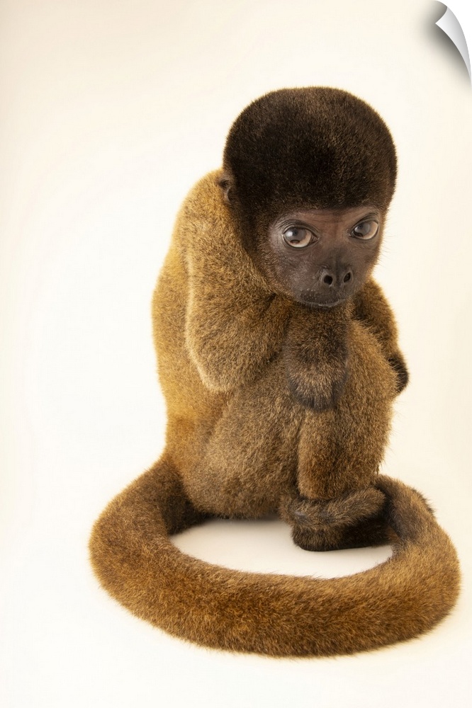An endangered Peruvian woolly monkey (Lagothrix cana) at Cetas-IBAMA, a wildlife rehab center in Manaus, Brazil. This is a...