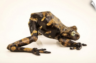 An Endangered Pilalo Tree Frog At Balsa De Los Sapos