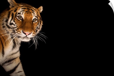 An endangered Siberian tiger