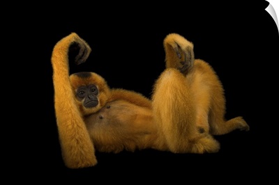 An Endangered Yellow-Cheeked Gibbon At The Endangered Primate Rescue Center, Vietnam
