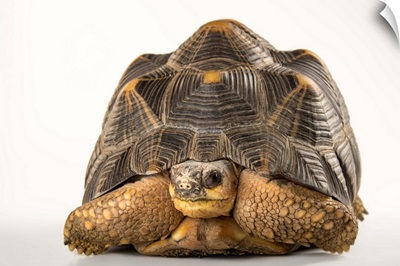 An federally endangered radiated tortoise, at the Indianapolis Zoo
