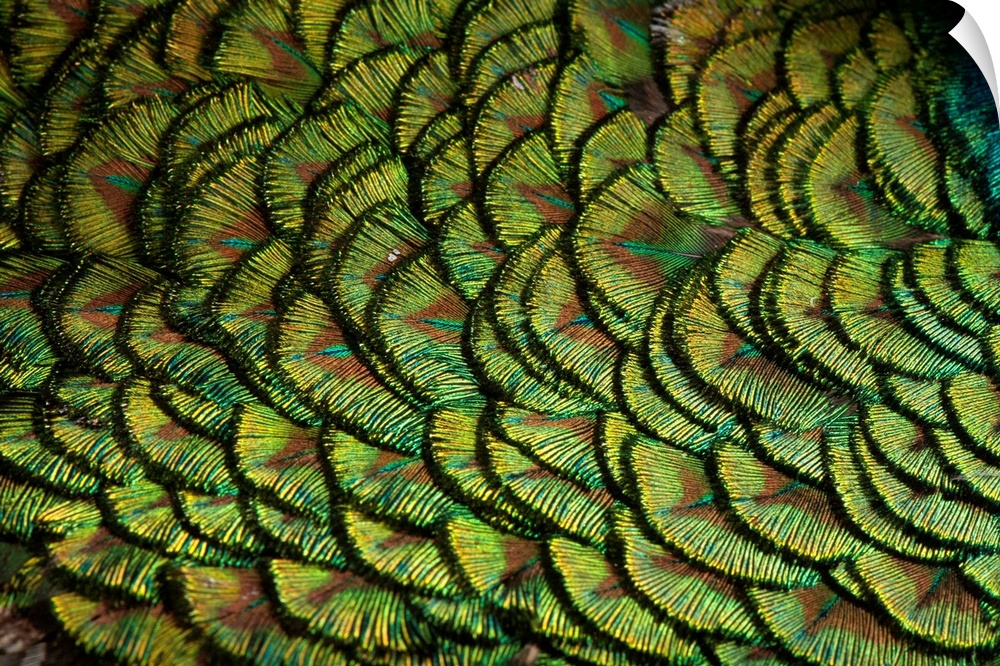 Indian blue peafowl (Pavo cristatus) at the Lincoln Children's Zoo.