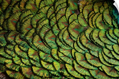 An Indian peafowl, at the Lincoln Children's Zoo