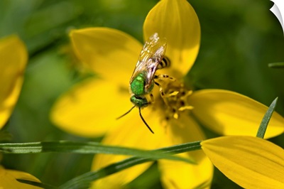An insect feeds on yellow correopsis flowers